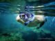 red sea snorkeling egypt underwater-pictures