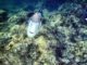 red sea snorkeling egypt underwater-pictures with a olympus though
