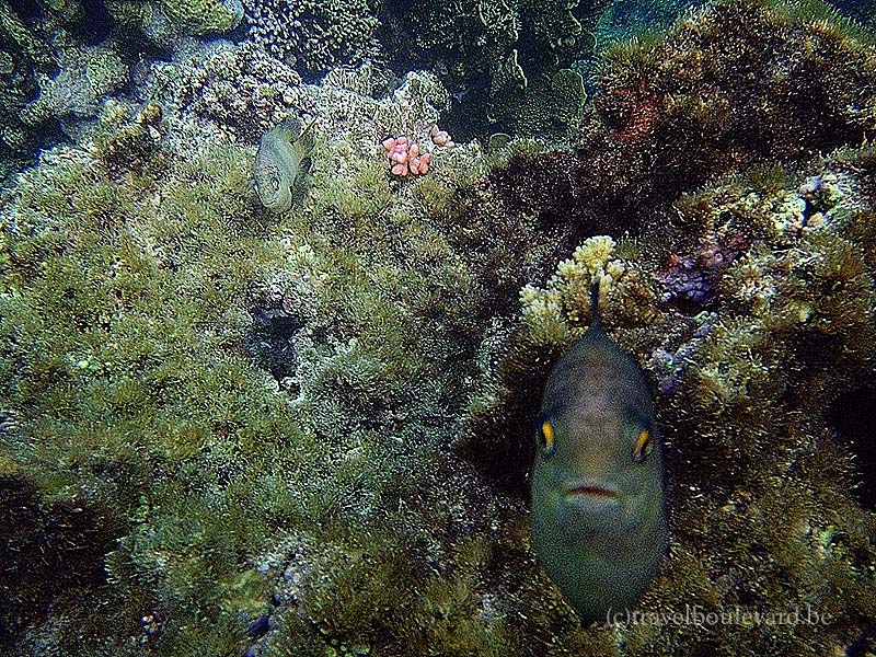 red sea snorkeling egypt underwater-pictures with a olympus though