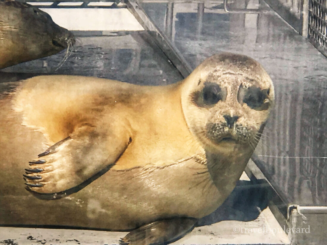 goeree-overflakkee a seal stellendam