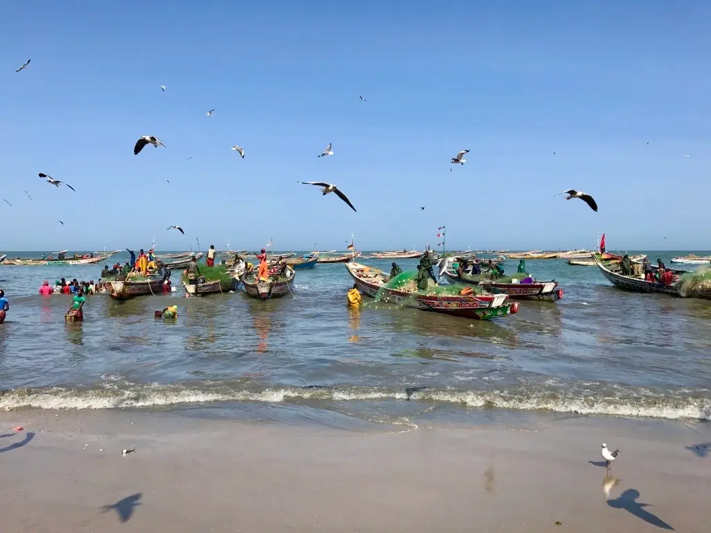 Tientallen kleurrijke houten vissersboten in de branding van Tanji Fish Market in Gambia met meeuwen in de lucht.